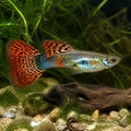 Poecilia reticulata chile male — tropical fish for sale UK — AI natural aquarium view