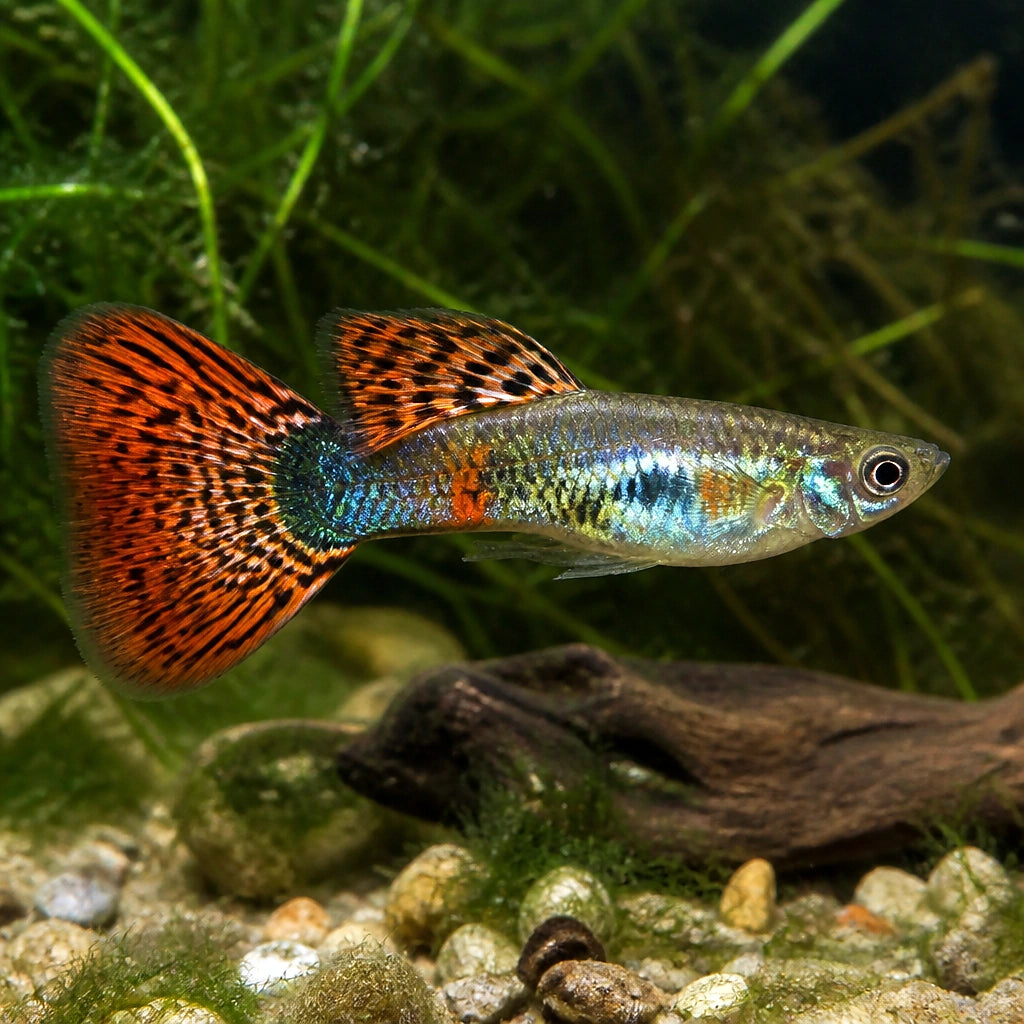 Poecilia reticulata chile male — tropical fish for sale UK — AI natural aquarium view