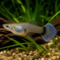 Poecilia reticulata female elephant ears — tropical fish for sale UK — AI natural aquarium view