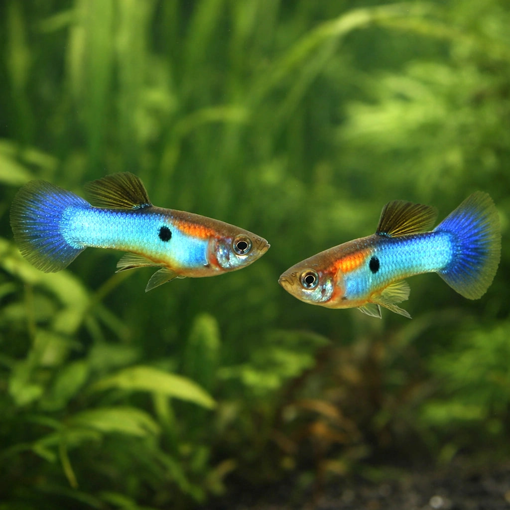 Japan Blue Guppy - Male &amp; Female - Poecilia Reticulata X Wingei - Livebearer — tropical fish for sale UK — AI pair planted view