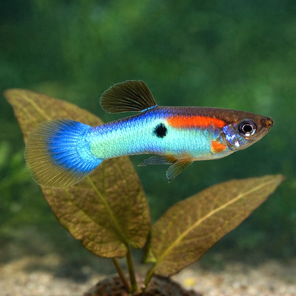 Japan Blue Guppy - Male &amp; Female - Poecilia Reticulata X Wingei - Livebearer — tropical fish for sale UK — AI scale plant view