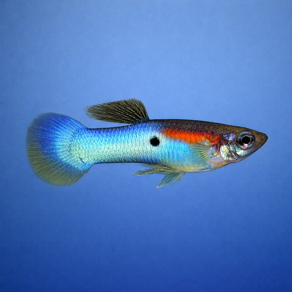 Japan Blue Guppy - Male &amp; Female - Poecilia Reticulata X Wingei - Livebearer — tropical fish for sale UK — AI side clean view