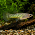  — tropical fish for sale UK — AI natural aquarium view