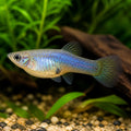Japan Blue Guppy - Male &amp; Female - Poecilia Reticulata X Wingei - Livebearer — Endler Guppies for sale UK — AI natural aquarium view