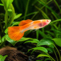 Poecilia reticulata in pairs albino red glass belly — tropical fish for sale UK — AI natural aquarium view