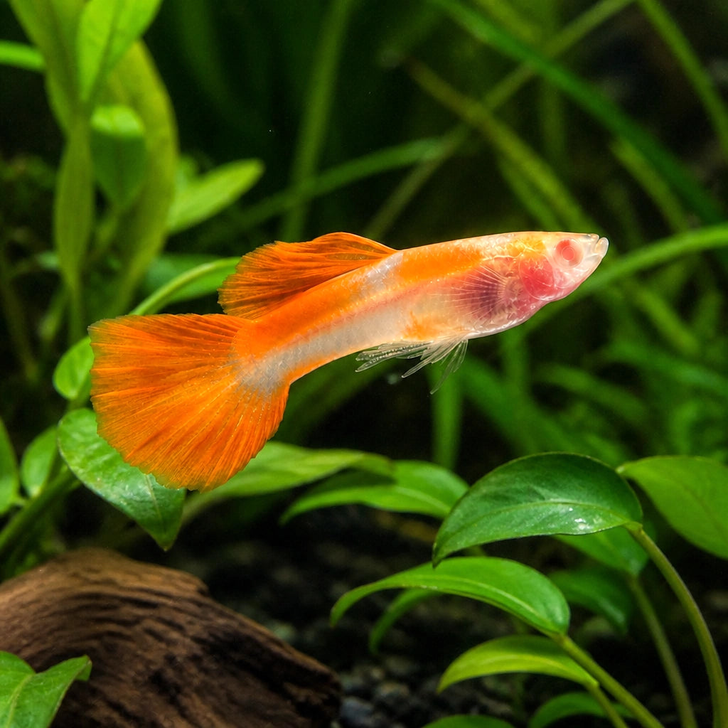Poecilia reticulata in pairs albino red glass belly — tropical fish for sale UK — AI natural aquarium view