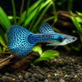 Japan Blue Guppy - Male &amp; Female - Poecilia Reticulata X Wingei - Livebearer — tropical fish for sale UK — AI natural aquarium view