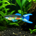 Poecilia reticulata male double sword — tropical fish for sale UK — AI natural aquarium view