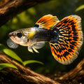 Poecilia Reticulata Male Elephant Ears for UK Aquarists — tropical fish for sale UK — AI hero driftwood view