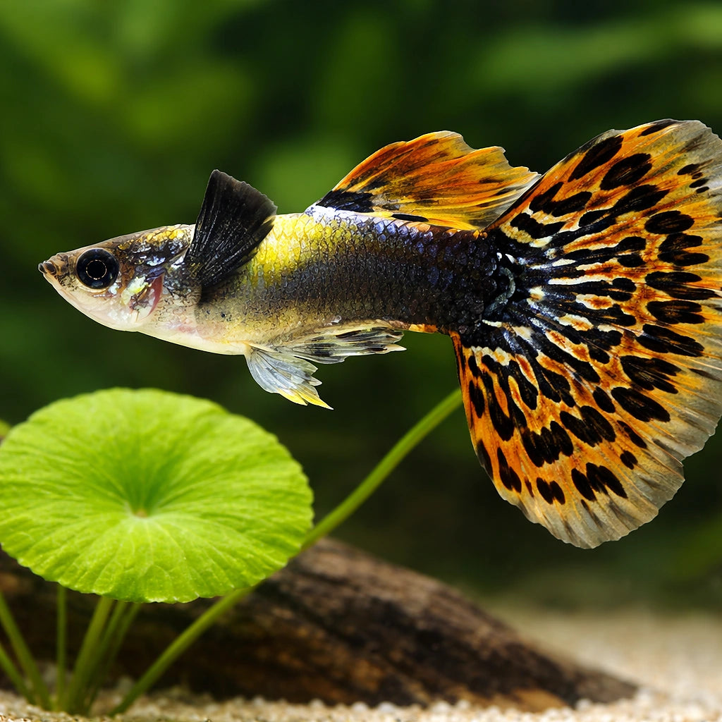 Poecilia Reticulata Male Elephant Ears for UK Aquarists — tropical fish for sale UK — AI scale plant view