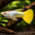Poecilia Reticulata Male German Yellow - UK — tropical fish for sale UK — AI hero driftwood view