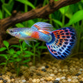 Japan Blue Guppy - Male &amp; Female - Poecilia Reticulata X Wingei - Livebearer — tropical fish for sale UK — AI natural aquarium view