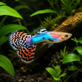 Poecilia reticulata male rainbow — tropical fish for sale UK — AI natural aquarium view