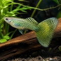 Japan Blue Guppy - Male &amp; Female - Poecilia Reticulata X Wingei - Livebearer — tropical fish for sale UK — AI natural aquarium view