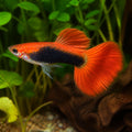 Red Tuxedo Male Guppy — Guppy for sale UK — AI natural aquarium view