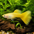 Bumblebee Male Guppy — Guppy for sale UK — AI natural aquarium view