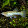 Poecilia salvatoris — tropical fish for sale UK — AI natural aquarium view