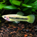 X Rose Dwarf Guppy Females - Poecilia Reticulata X Wingei - Livebearer — Endler Guppies for sale UK — AI natural aquarium view