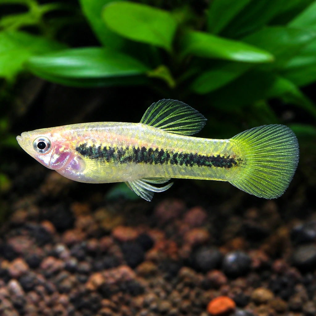 X Rose Dwarf Guppy Females - Poecilia Reticulata X Wingei - Livebearer — Endler Guppies for sale UK — AI natural aquarium view