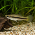X Red Black Dwarf Guppy Females - Poecilia Reticulata X Wingei - Livebearer — Endler Guppies for sale UK — AI natural aquarium view