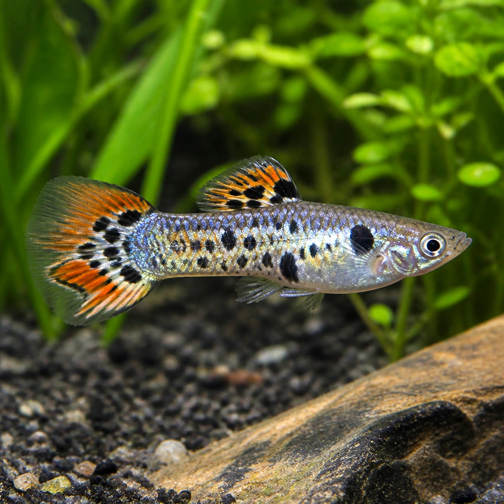 Fry of Poecilia Wingei 'Emerald Green' , Stunning Endler Guppies, Perfect for Aquarium Decoration and Peaceful Fish Communities, Ideal Companions for Community Tanks — for sale UK — AI natural aquarium view