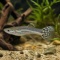 Poecilia wingei cobra — tropical fish for sale UK — AI natural aquarium view