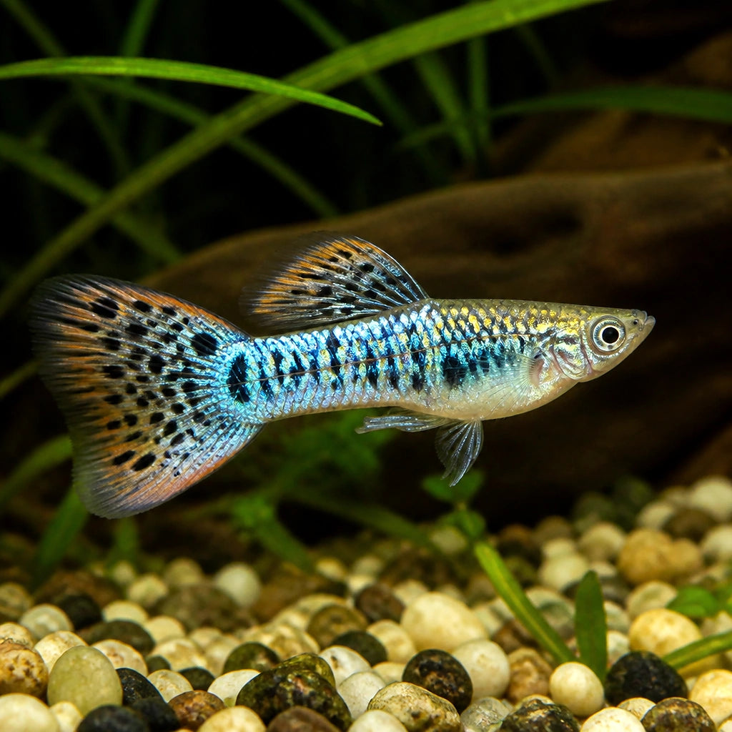 Cumaná City Centre 2013 Endler — tropical fish for sale UK — AI natural aquarium view