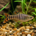 Tiger Dwarf Guppy - Male &amp; Female - Poecilia Reticulata X Wingei - Livebearer — Endler Guppies for sale UK — AI natural aquarium view