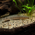 POLKA DOTTED LOACH — tropical fish for sale UK — AI natural aquarium view