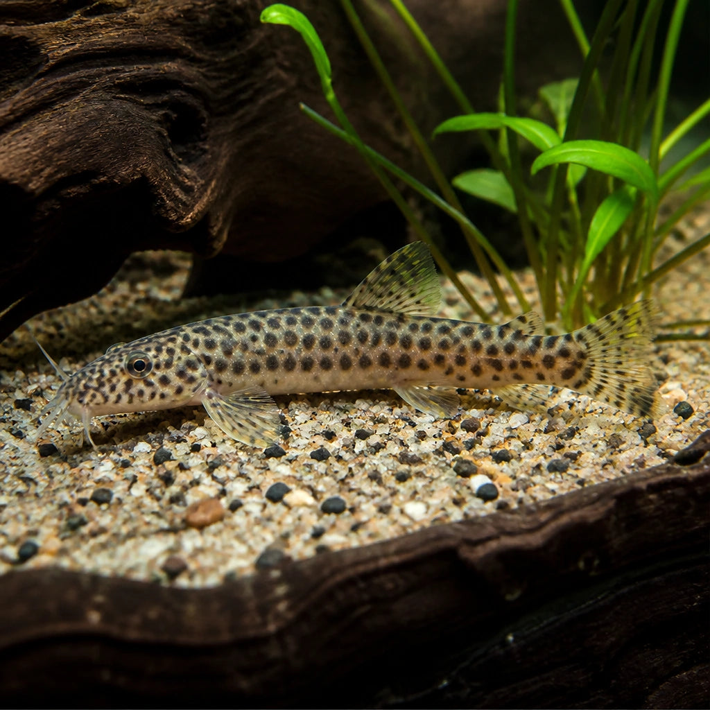 POLKA DOTTED LOACH — tropical fish for sale UK — AI natural aquarium view