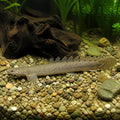  — tropical fish for sale UK — AI natural aquarium view