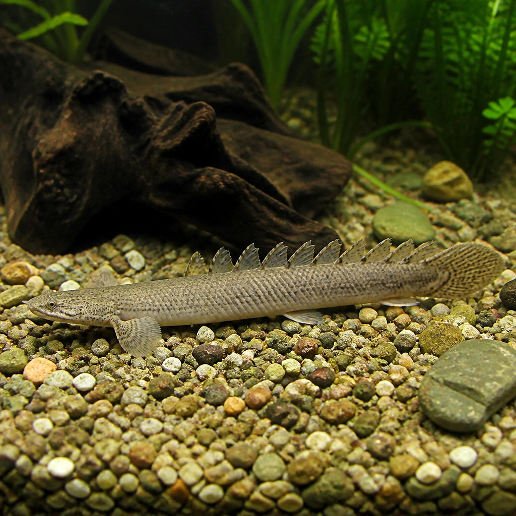  — tropical fish for sale UK — AI natural aquarium view
