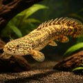 Polypterus ornatipinnis 5 - — tropical fish for sale UK — AI hero driftwood view