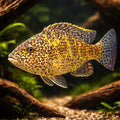 Polystigma — tropical fish for sale UK — AI hero driftwood view