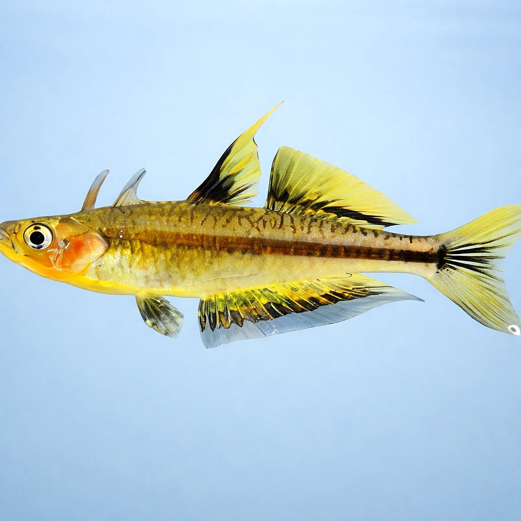 Pondondetta Rainbowfish — tropical fish for sale UK — AI side clean view