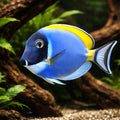 Powderblue Surgeonfish M — tropical fish for sale UK — AI hero driftwood view