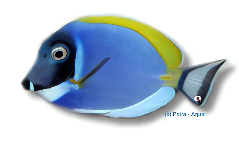 Powderblue Surgeonfish M — tropical fish for sale UK