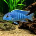 Protomelas boadzulu — tropical fish for sale UK — AI natural aquarium view