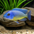 Protomelas sp. 'Hertae' — Lake Malawi Cichlids for sale UK — AI natural aquarium view