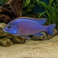 Protomelas spilonotus 'Tanzania' — Lake Malawi Cichlids for sale UK — AI natural aquarium view
