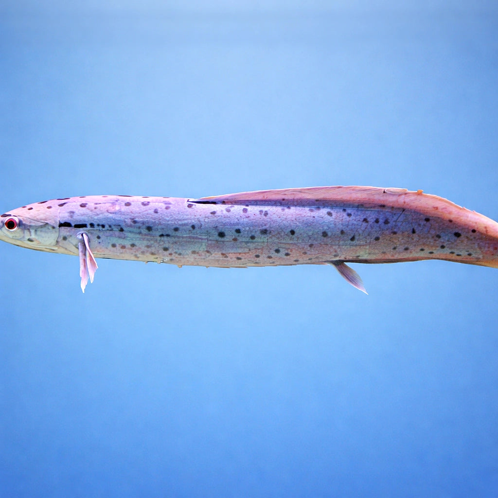 Protopterus aethiopicus 25 - — tropical fish for sale UK — AI side clean view