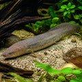 West African Lungfish — Bichir for sale UK — AI natural aquarium view
