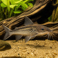 Chameleon Whiptail Catfish - Pseudohemiodon Apithanos - South American Catfish, Beautiful Aquarium Fish for Beginners, Easy Care, Perfect Companions for Tropical Aquariums, Ideal for Community Tanks — for sale UK — AI natural aquarium view