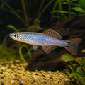 Paska'S Blue-Eye - Pseudomugil Paskai - Rainbowfish — Rainbowfish for sale UK — AI natural aquarium view
