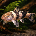 Pseudopimedolus zungaro bufonius > — tropical fish for sale UK — AI hero driftwood view