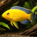 Pseudotropheus barlowi 4 - — tropical fish for sale UK — AI hero driftwood view