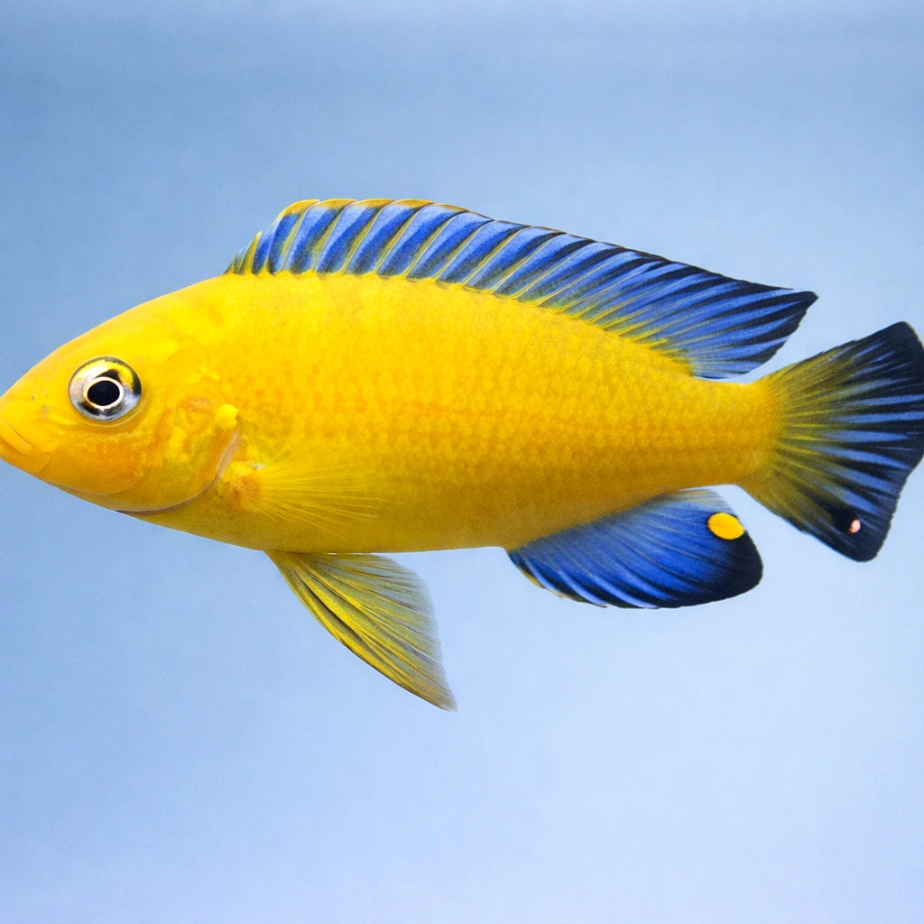 Pseudotropheus barlowi 4 - — tropical fish for sale UK — AI side clean view