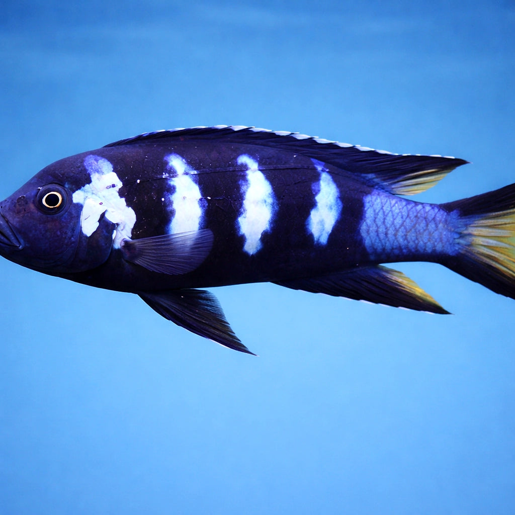 Pseudotropheus elongatus chewere 4 - — tropical fish for sale UK — AI side clean view