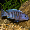 Chindongo elongatus 'Usisya Mara Rock' — Lake Malawi Cichlids for sale UK — AI natural aquarium view