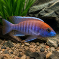 Pseudotropheus emmiltos mphanga rock red top — tropical fish for sale UK — AI natural aquarium view